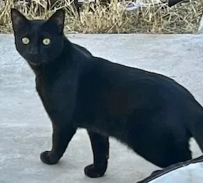 Found cat in Las Vegas, NV, 89108