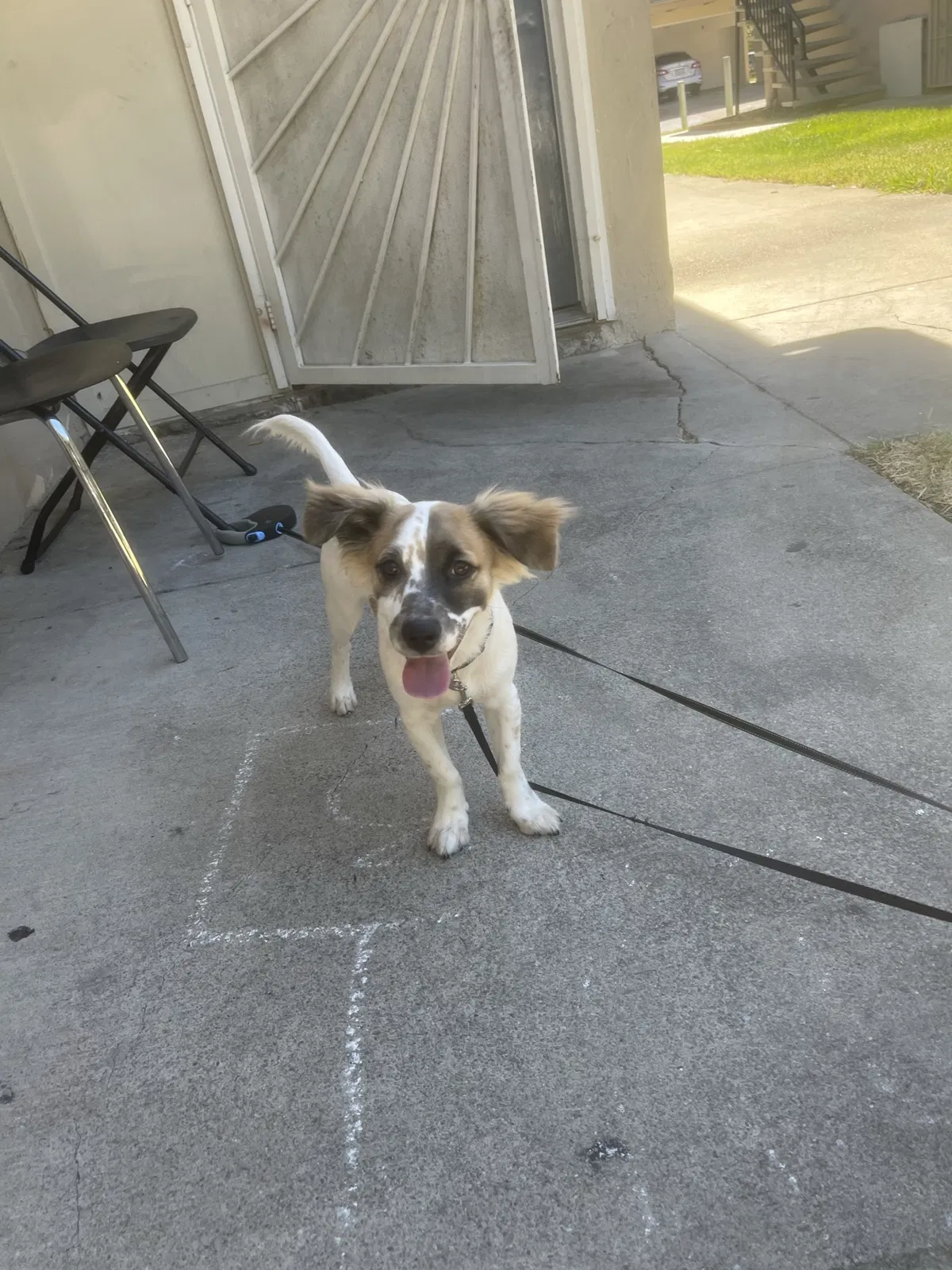Lost dog in Antioch, CA, 94509