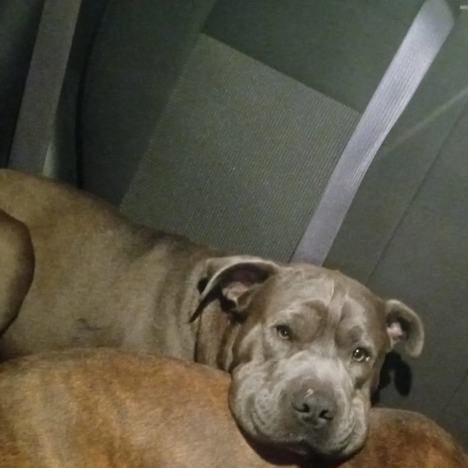 Lost dog in Anderson, SC, 29624