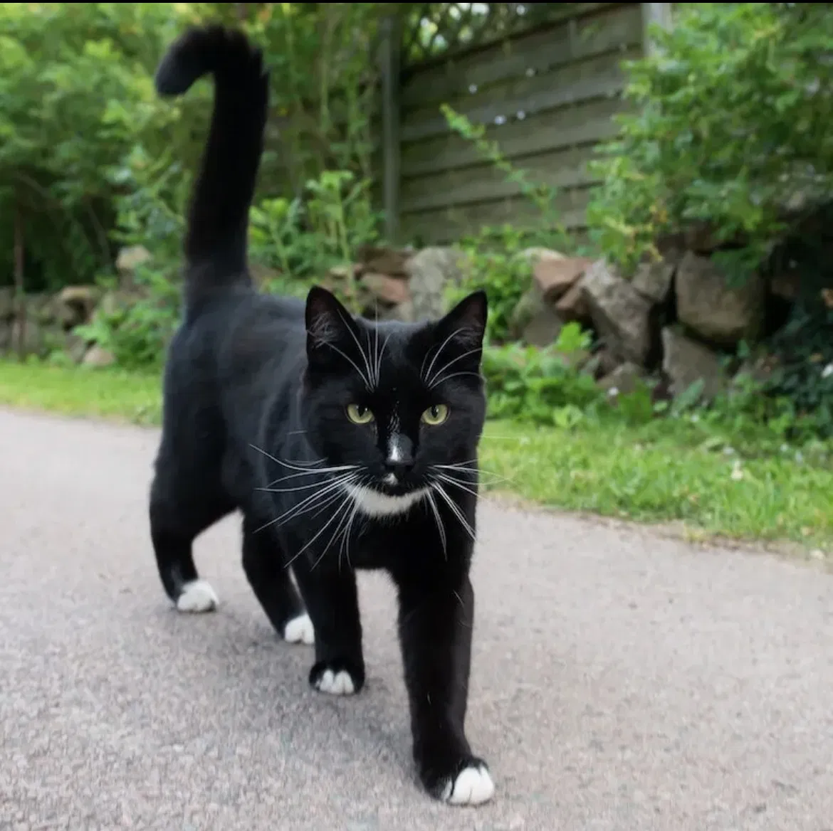 Lost cat in Ypsilanti, MI, 48197