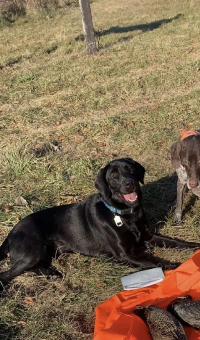 Lost dog in Yorkville, IL, 60560