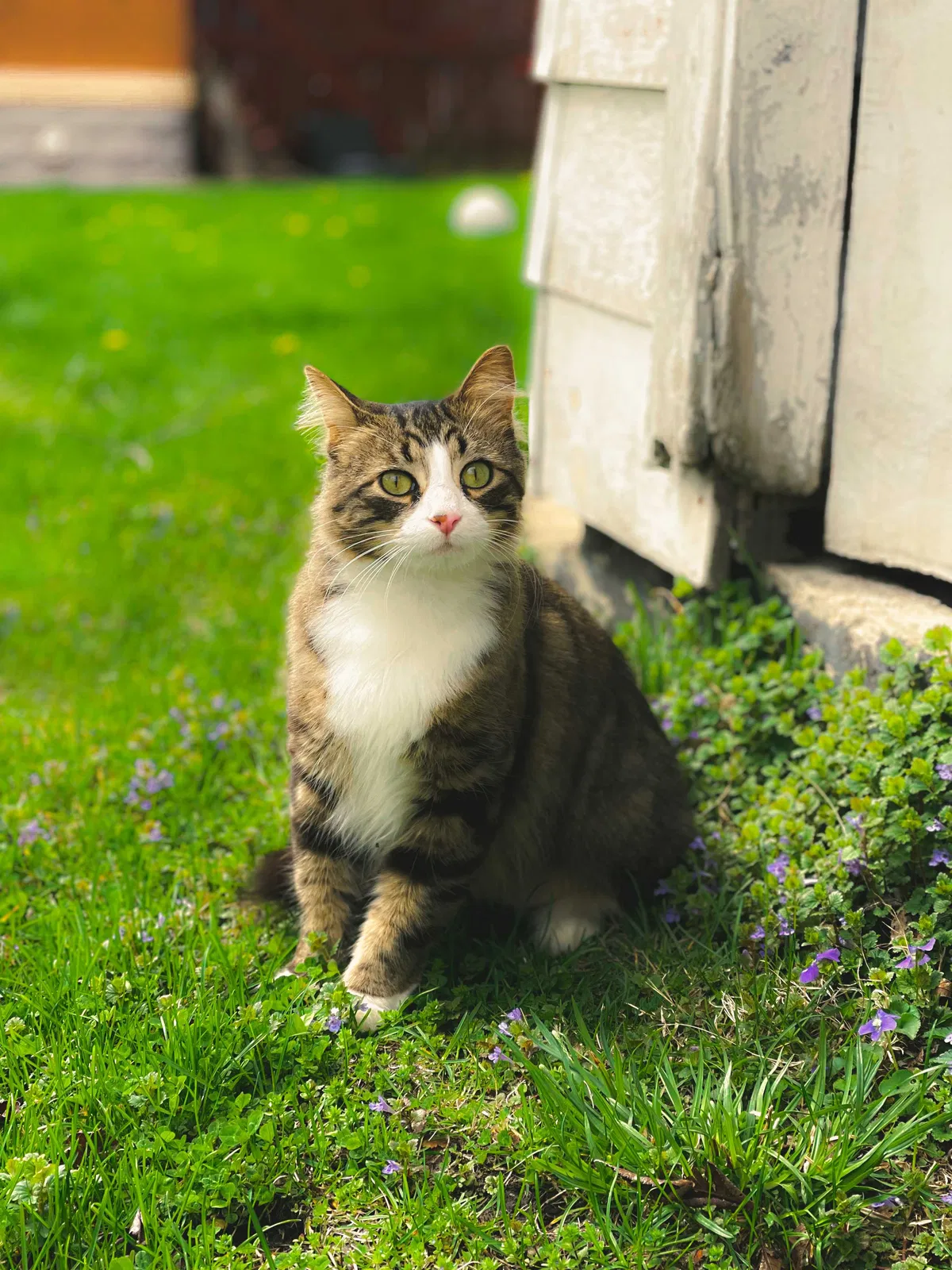 Lost cat in Joliet, IL, 60436