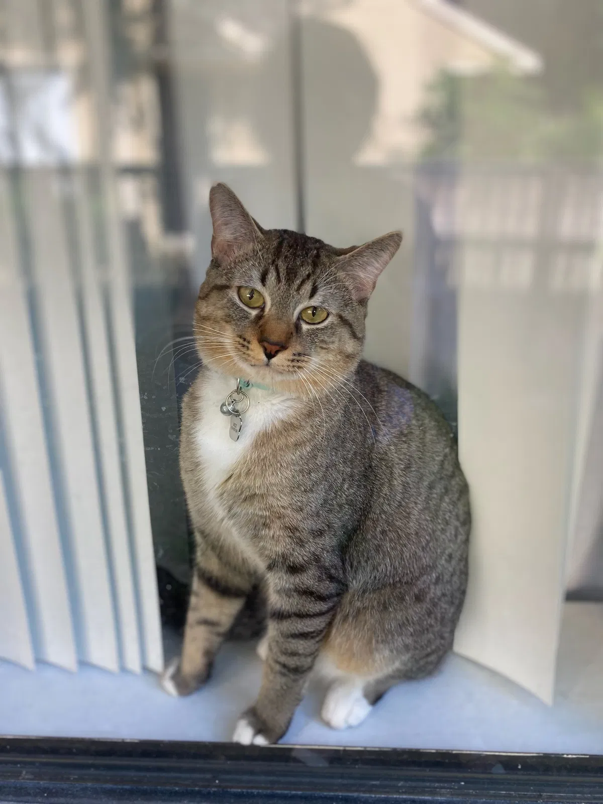 Lost cat in Gainesville, FL, 32608
