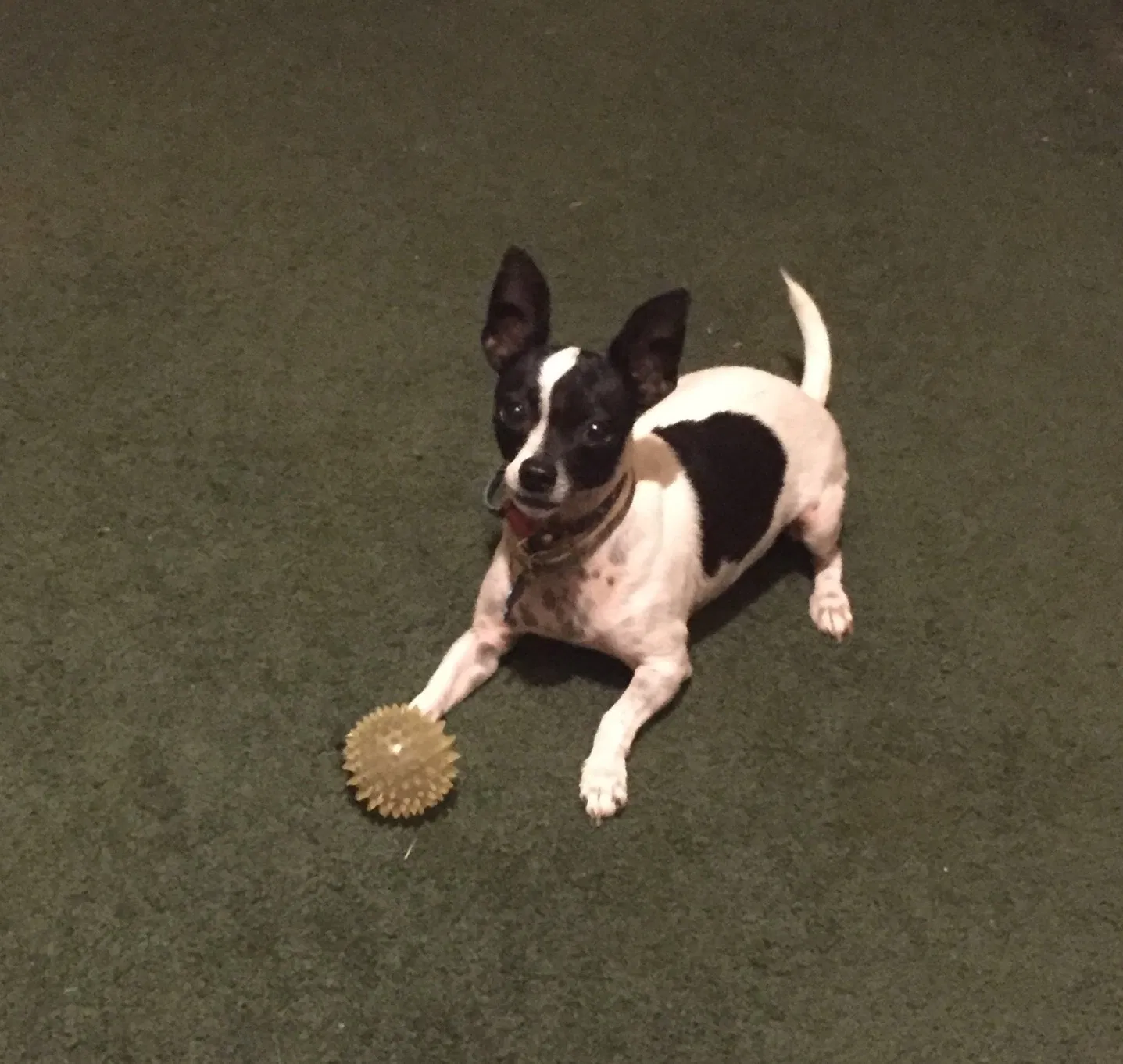 Lost dog in Bloomington, CA, 92316