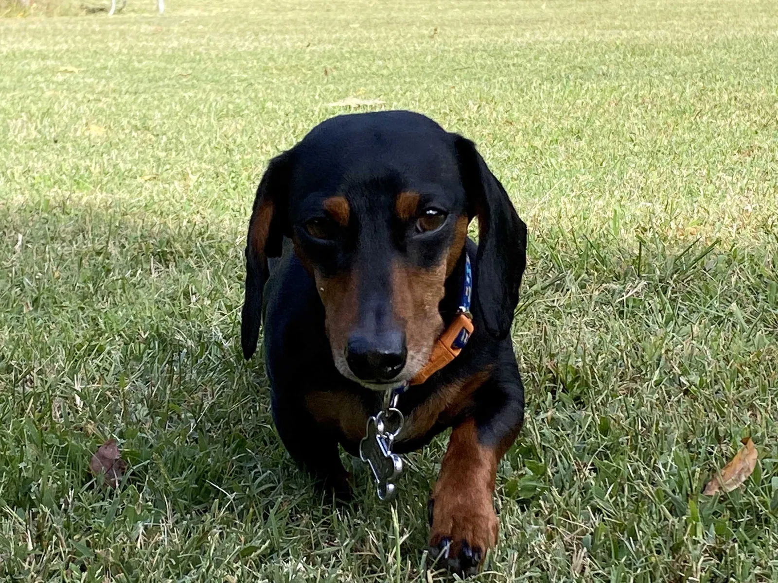 Lost dog in Gastonia, NC, 28052