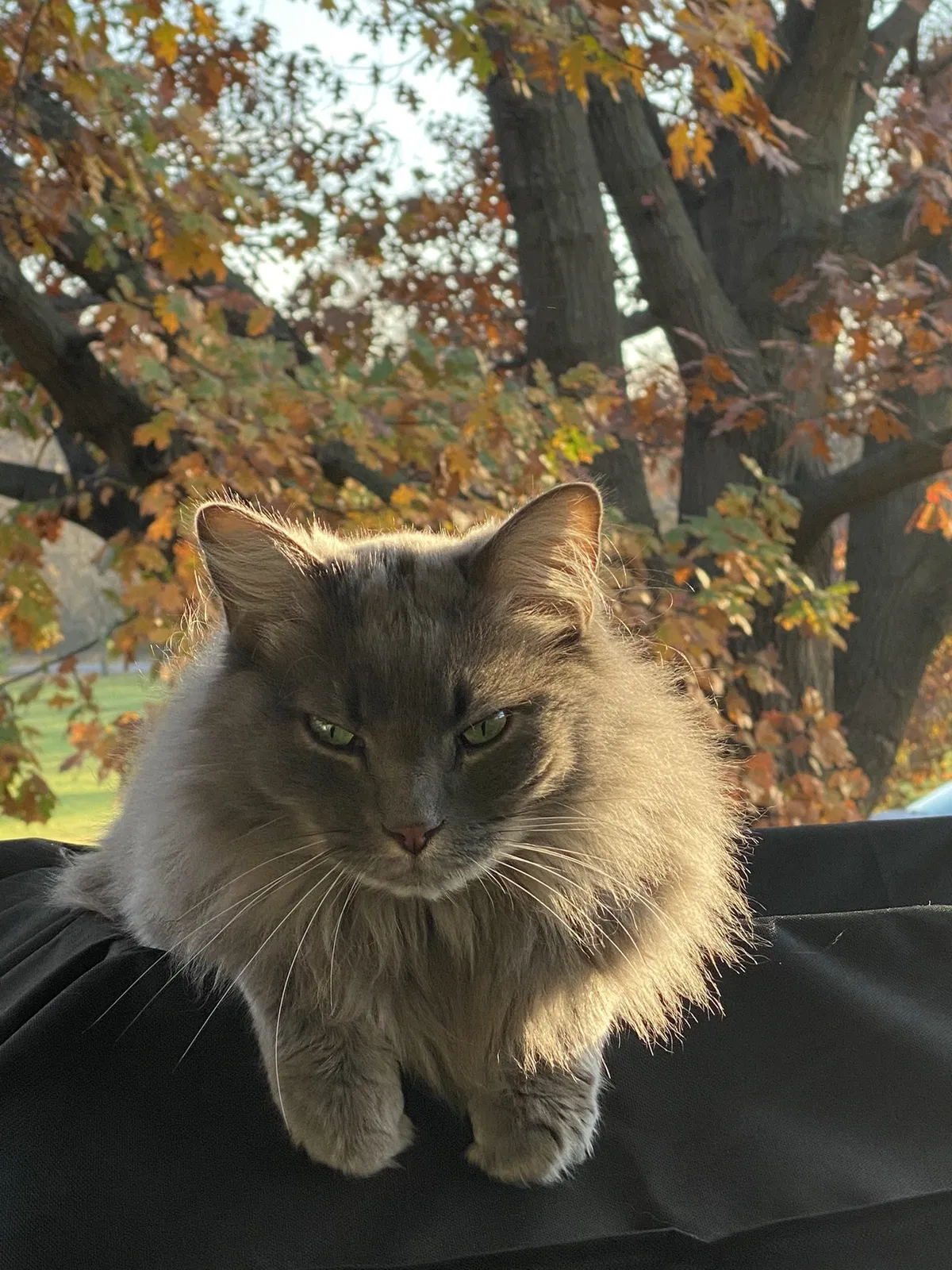 Lost cat in Indianapolis, IN, 46218
