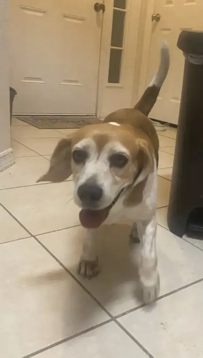 Lost dog in Cape Coral, FL, 33993
