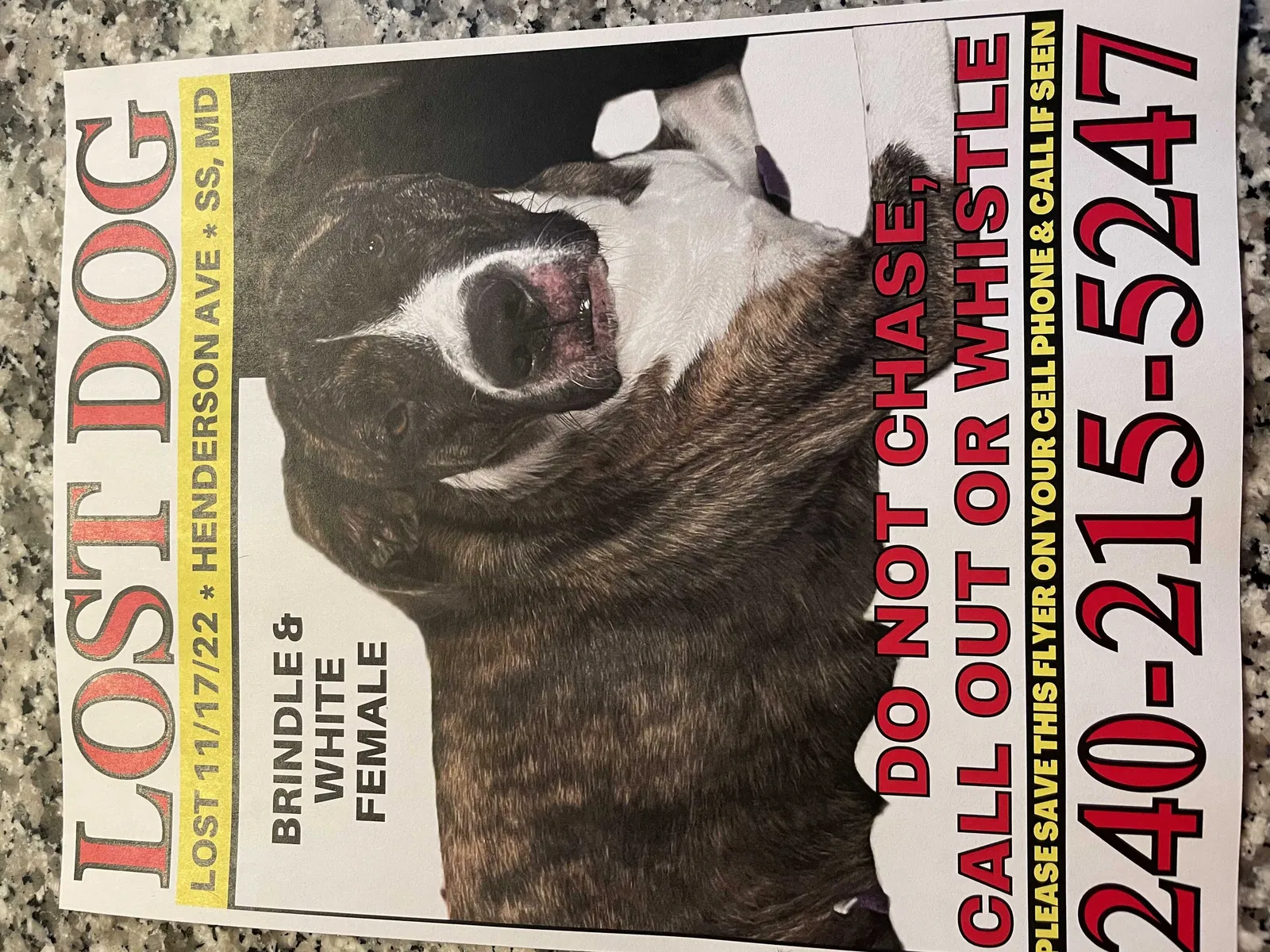 Lost dog in Silver Spring, MD, 20902