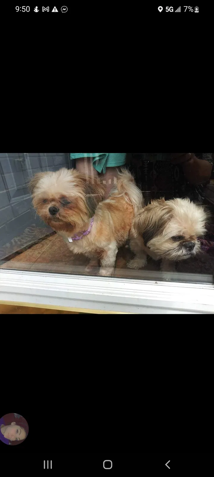Lost dog in Converse, TX, 78109