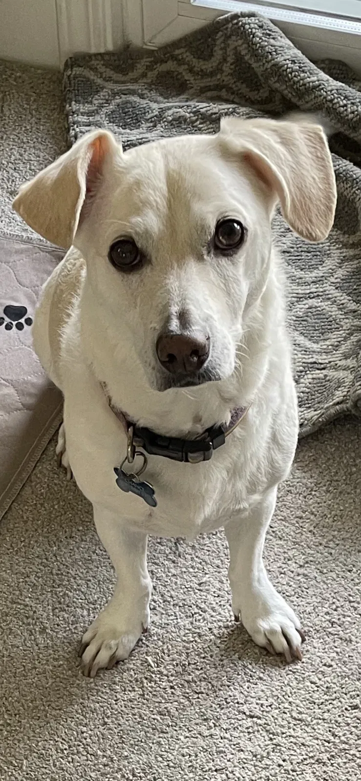 Lost dog in San Diego, CA, 92107