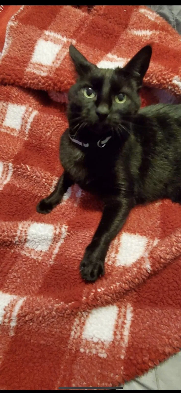 Lost cat in Saint Petersburg, FL, 33703