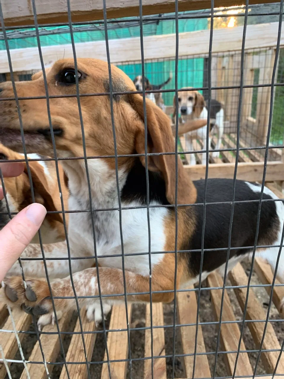 Lost dog in Phillips, WI, 54555