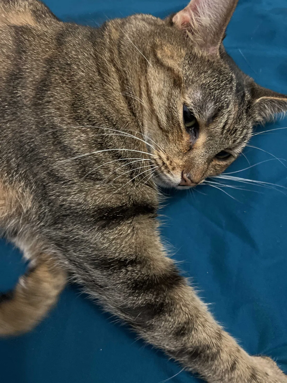 Lost cat in Fort Lauderdale, FL, 33324