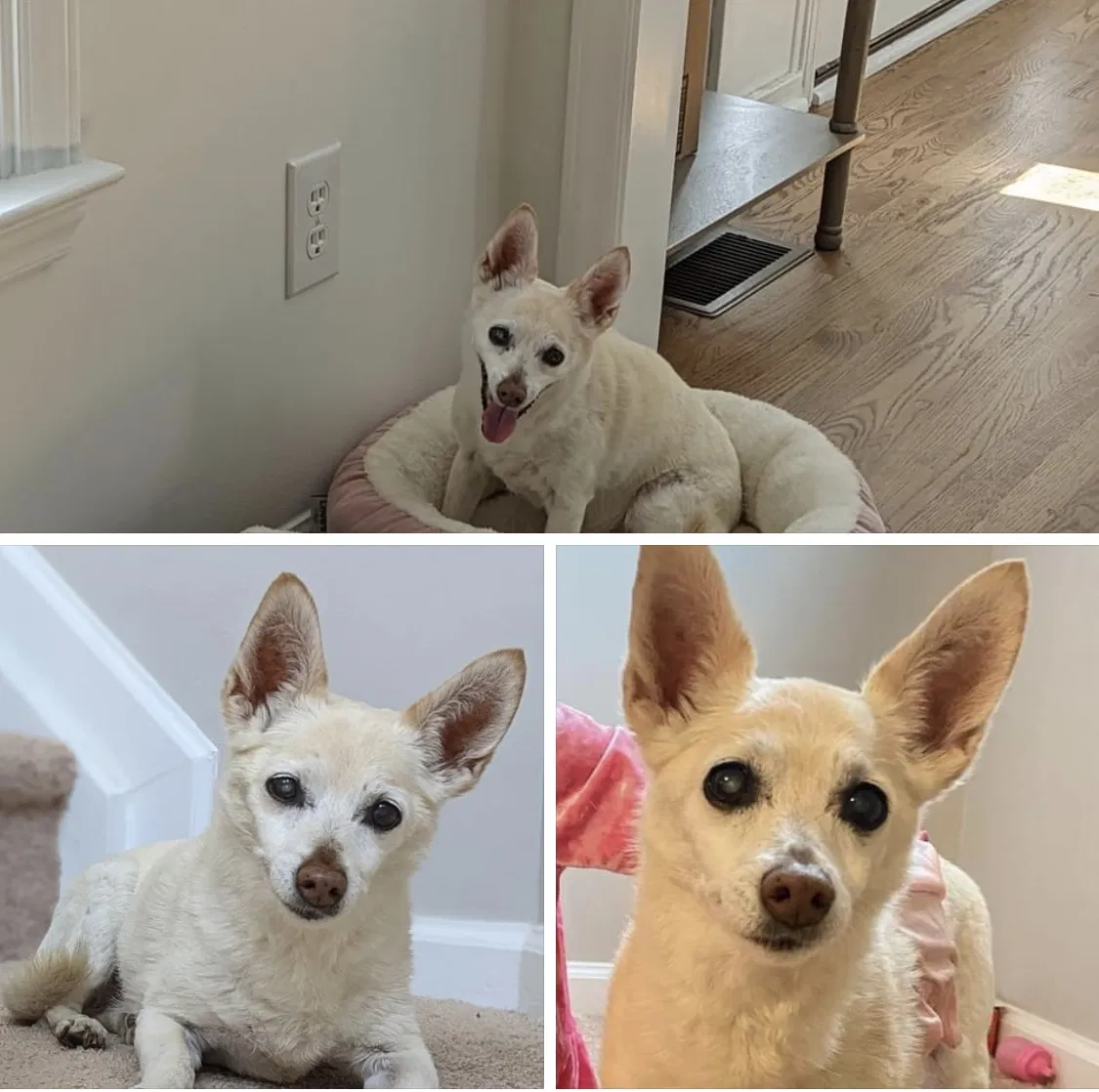 Lost dog in Cary, NC, 27513
