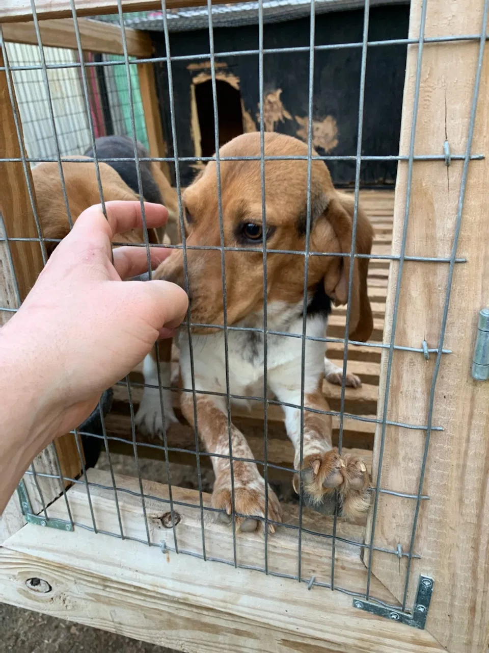 Lost dog in Phillips, WI, 54555