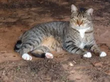 Lost cat in Clyde, OH, 43410