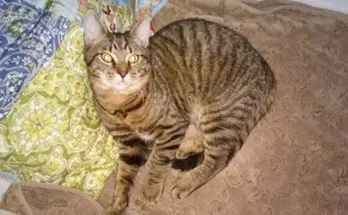 Lost cat in Clyde, OH, 43410