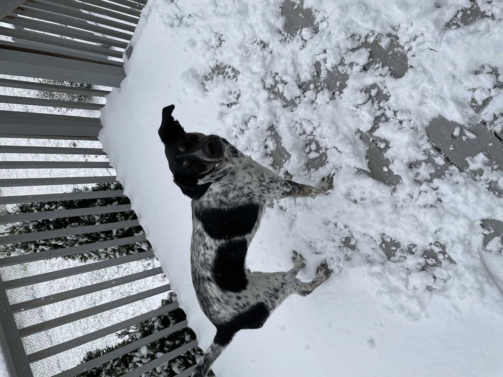 Lost dog in Florence, KY, 41042