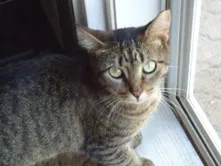 Lost cat in Clyde, OH, 43410