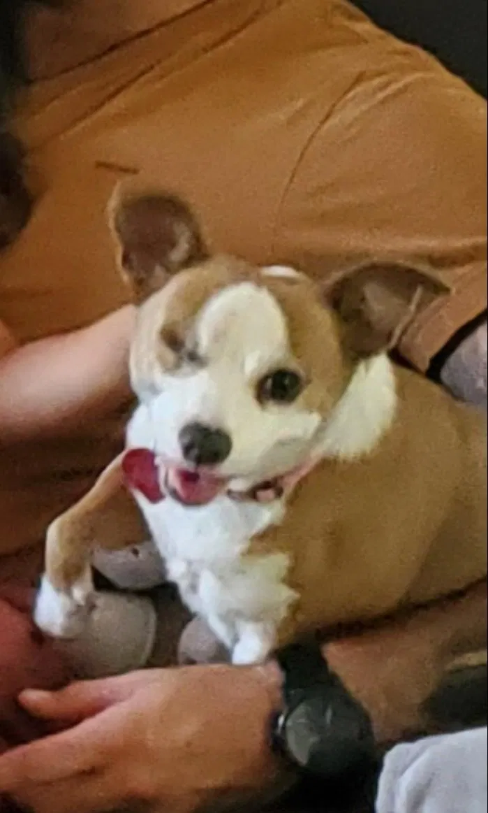Lost dog in Hialeah, FL, 33012
