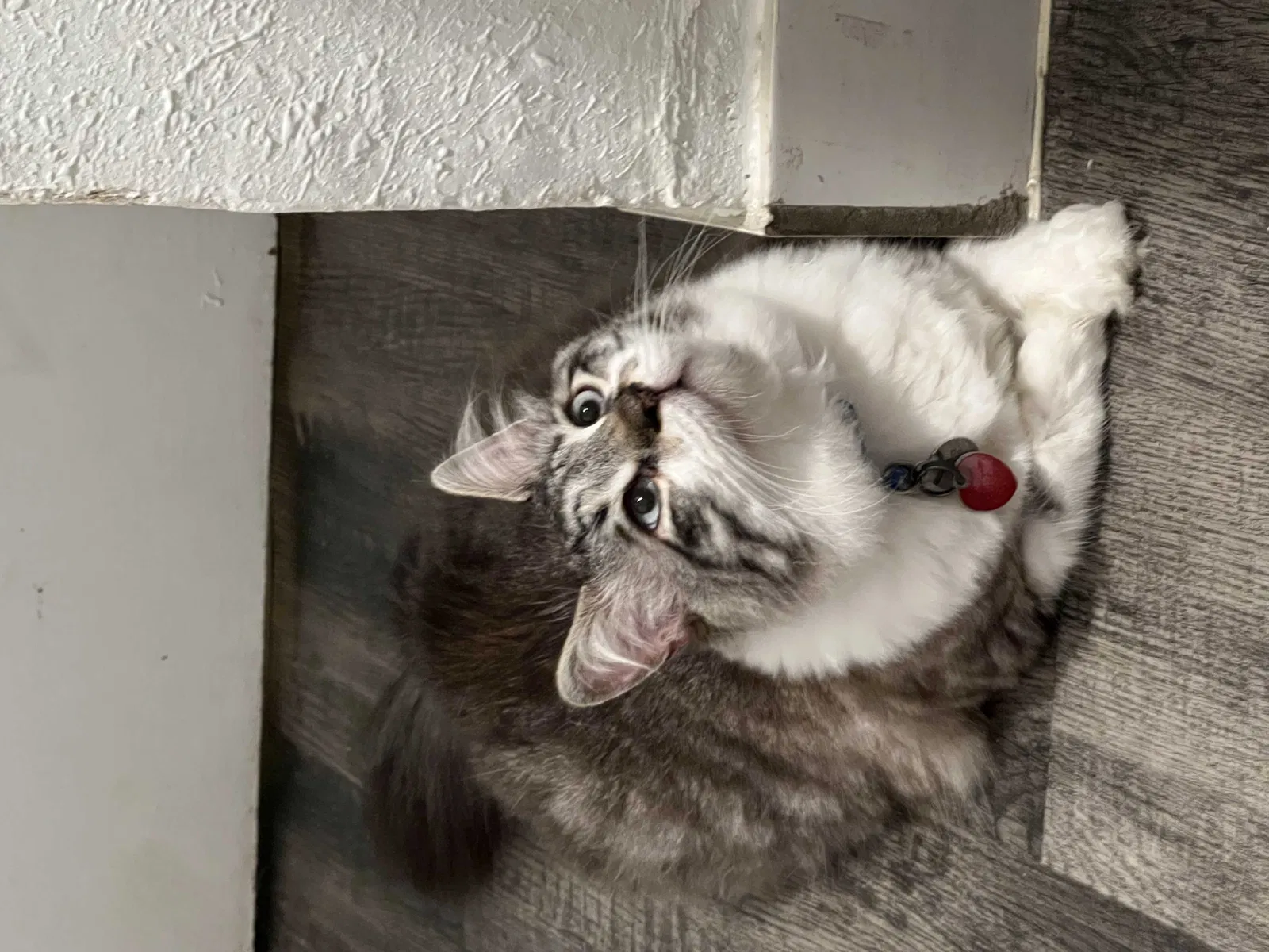Lost cat in Houston, TX, 77081