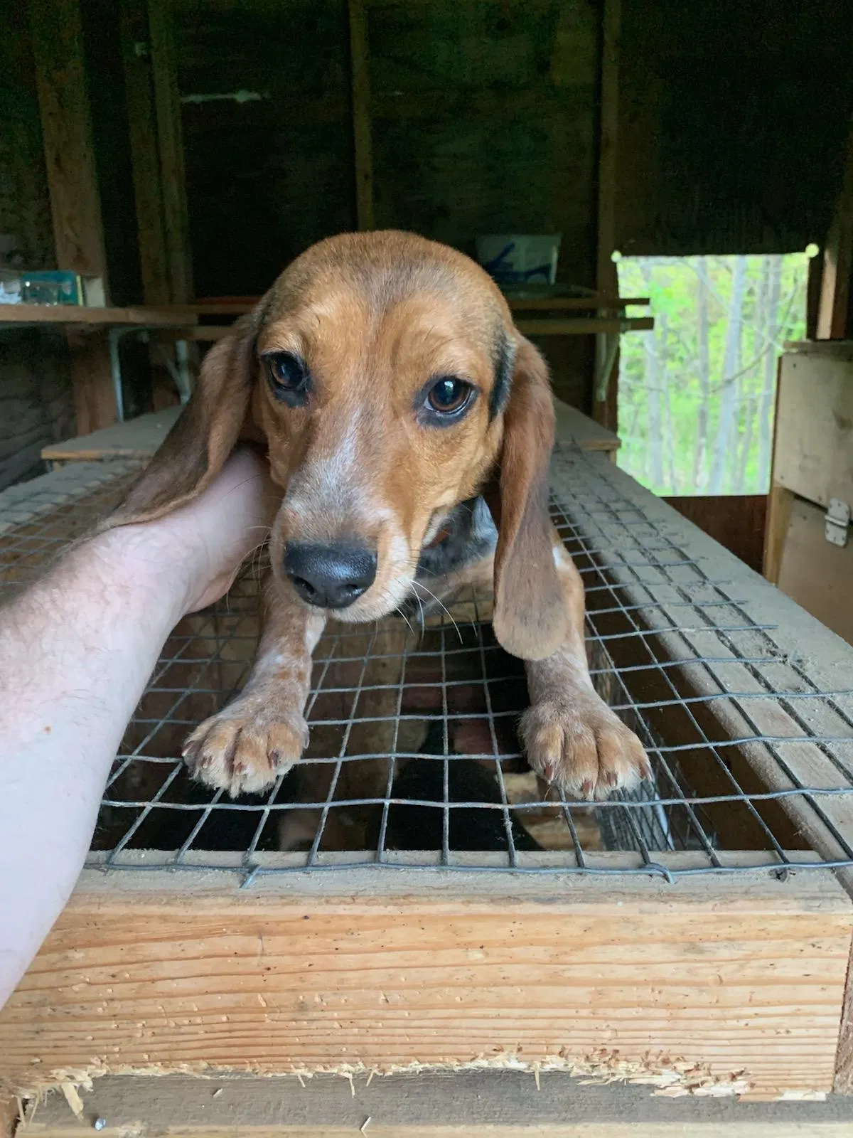 Lost dog in Phillips, WI, 54555