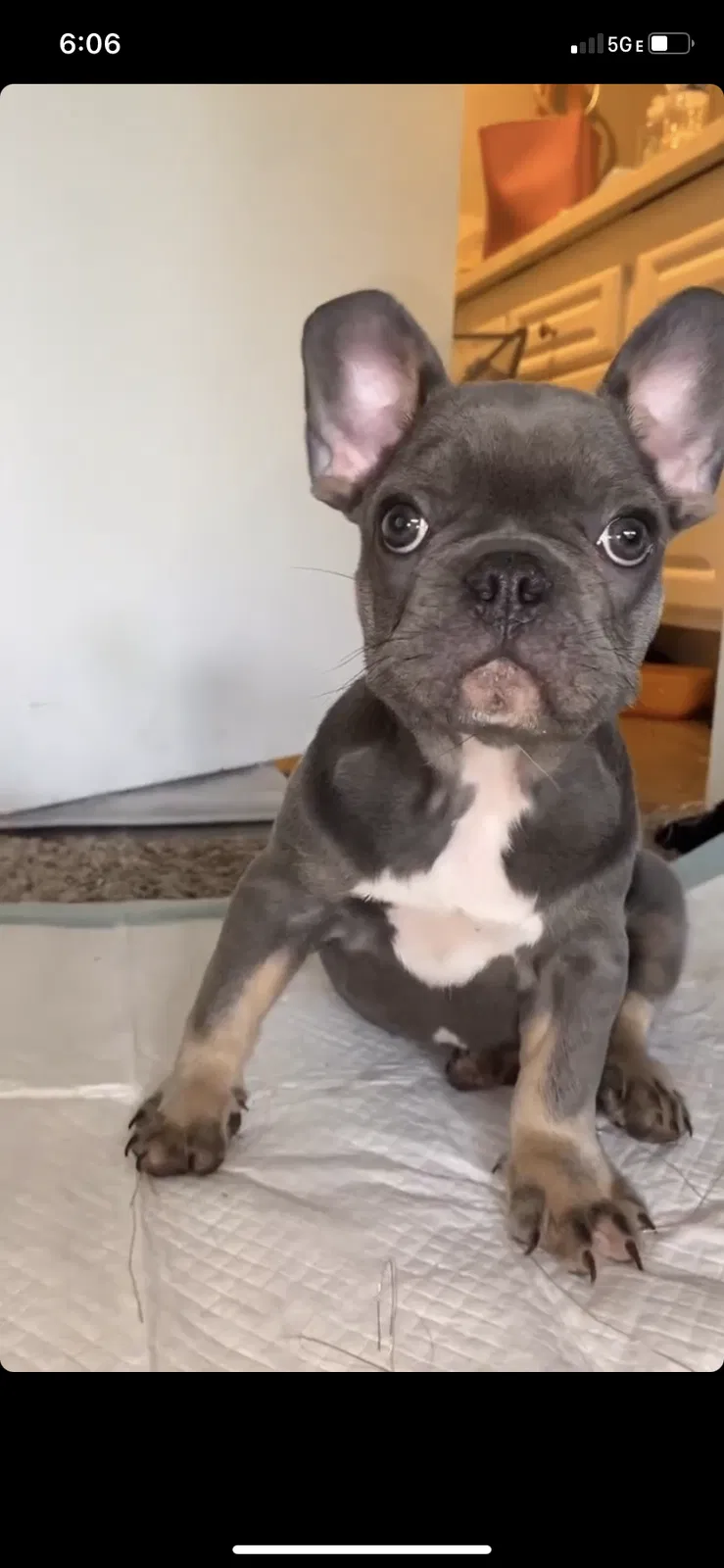 Lost dog in Garden Grove, CA, 92844