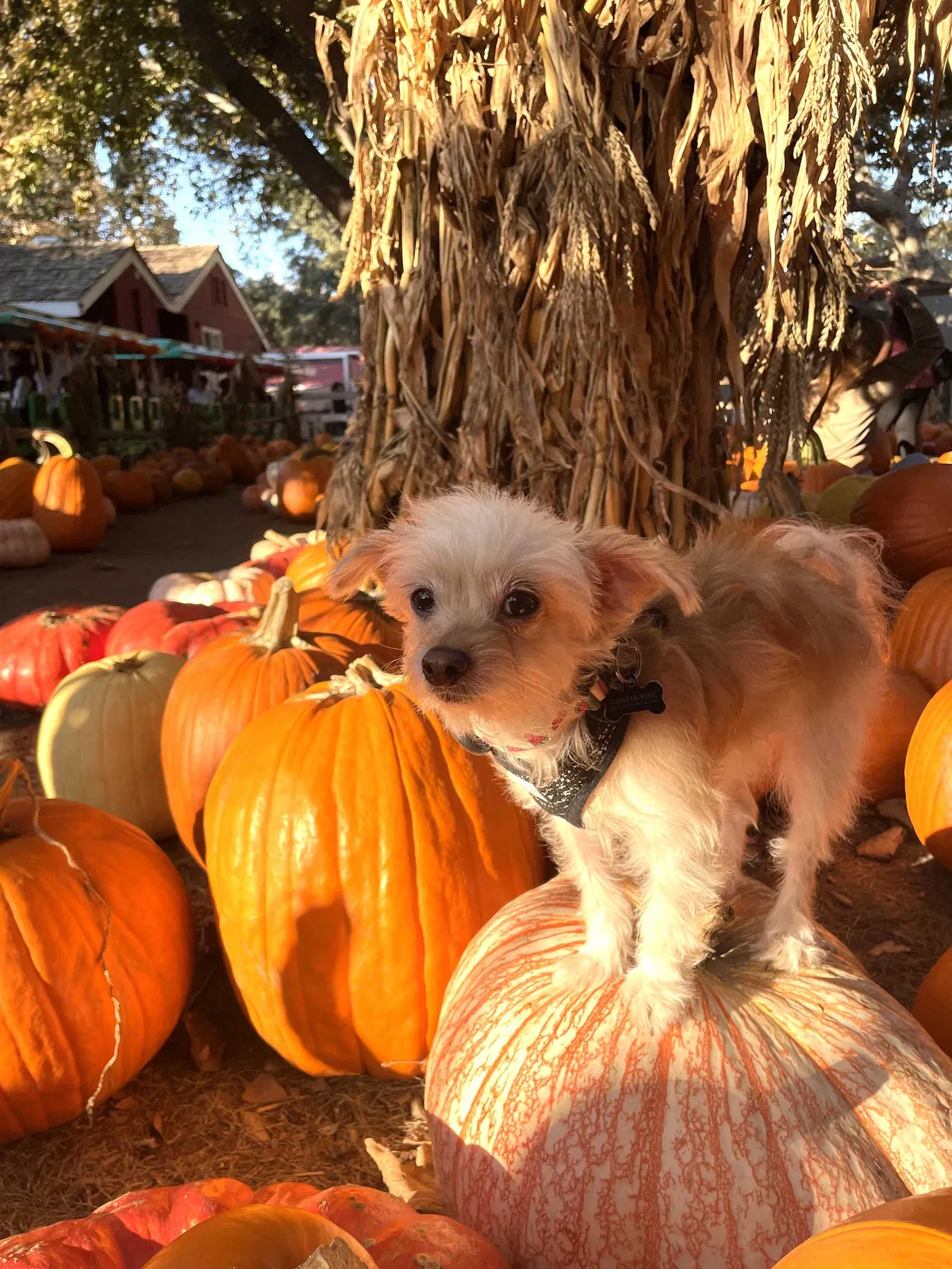 Lost dog in Santa Ana, CA, 92704