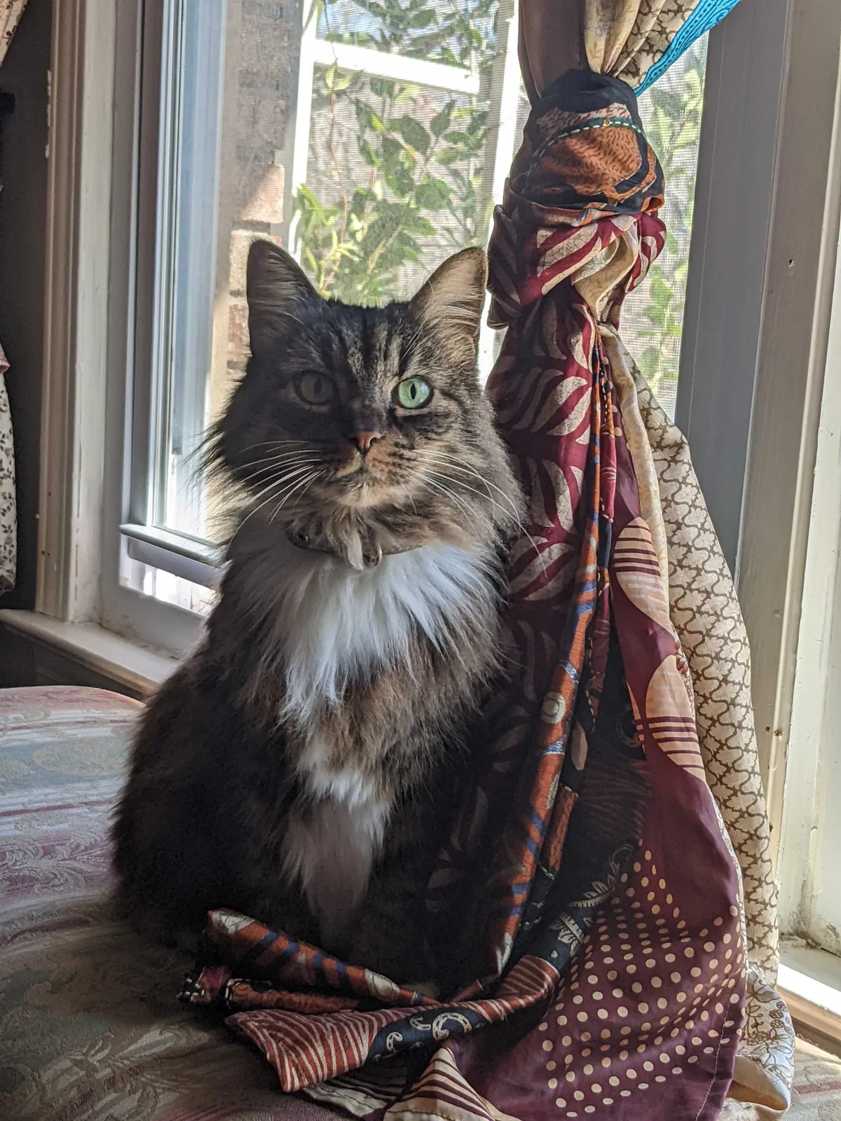 Lost cat in Rome, GA, 30161