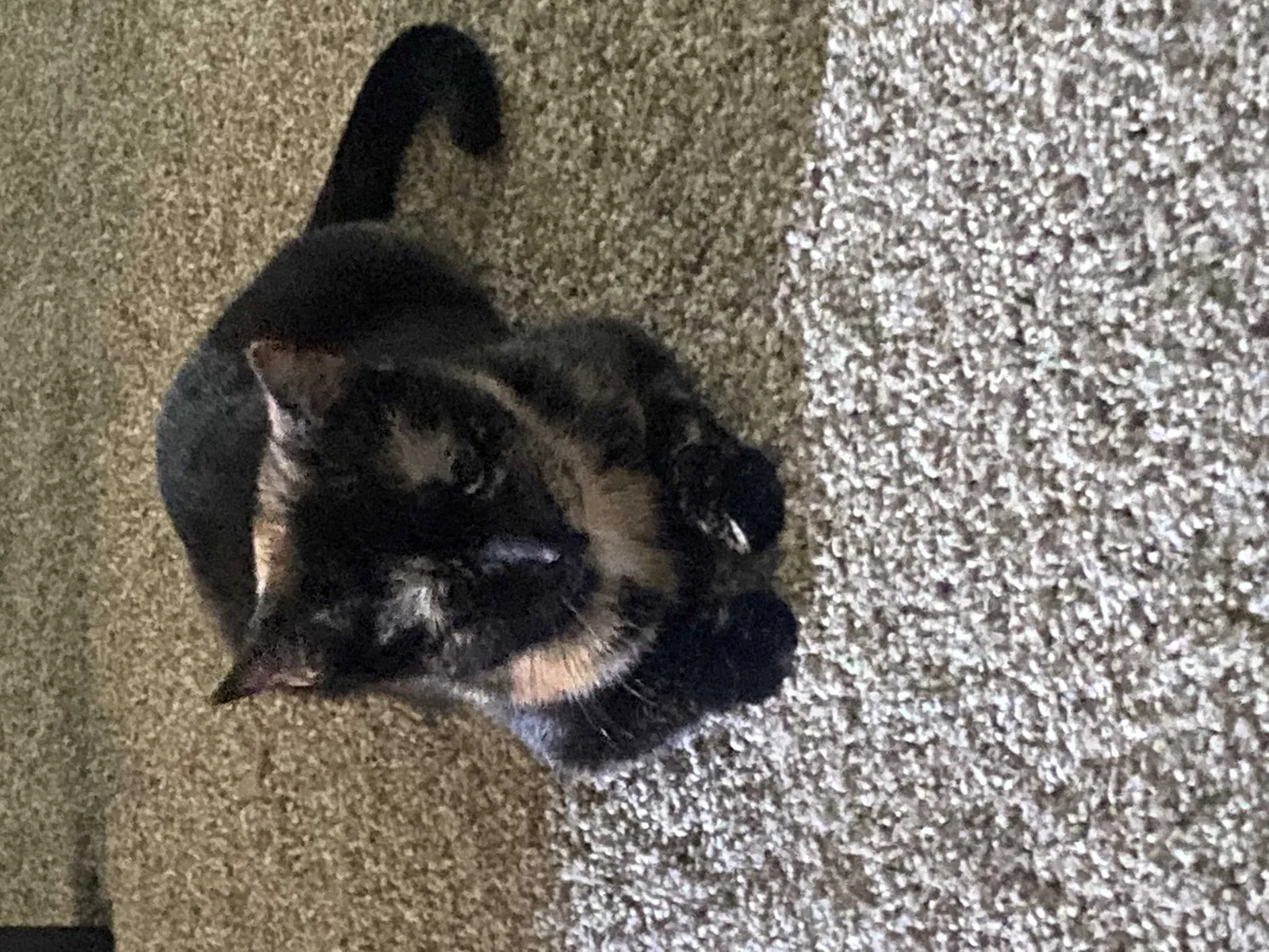 Lost cat in Louisville, KY, 40204