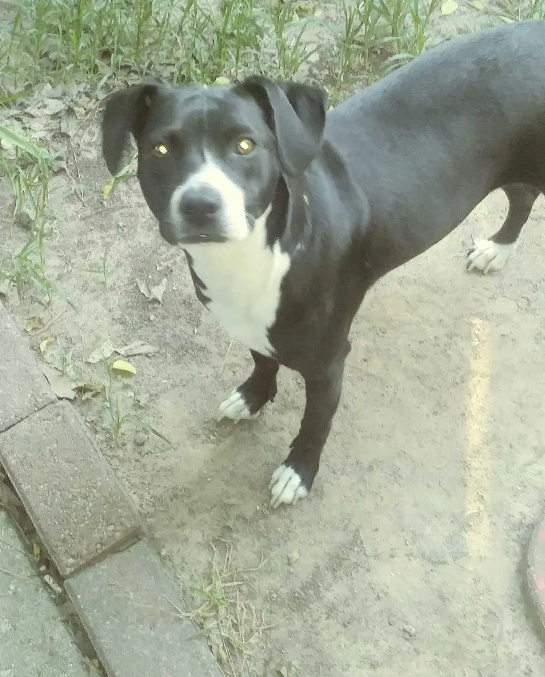 Lost dog in Houston, TX, 77066