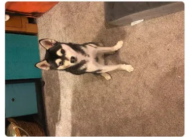 Lost dog in Rio Rancho, NM, 87144