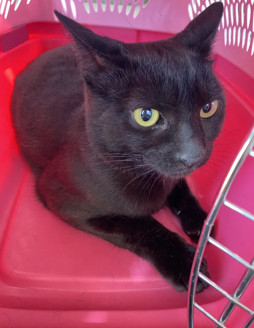 Lost cat in Apple Valley, CA, 92307