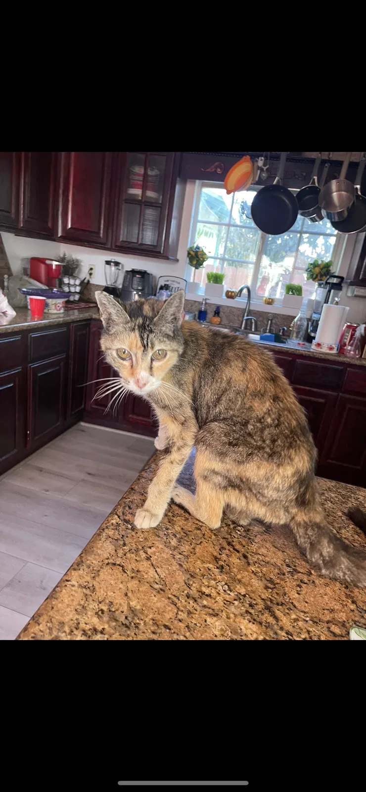 Lost cat in Pico Rivera, CA, 90660