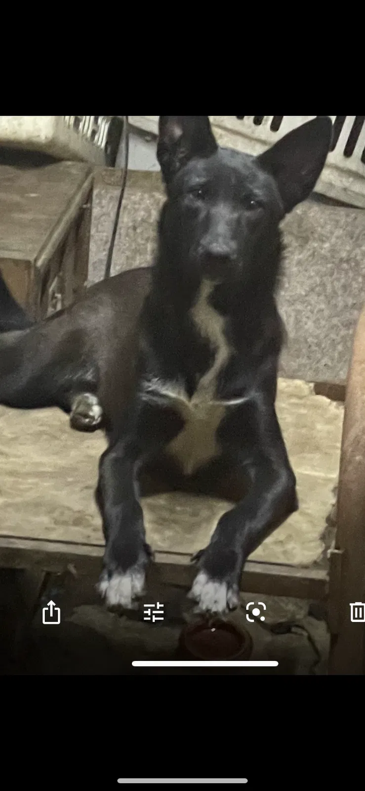 Lost dog in Los Angeles, CA, 90044