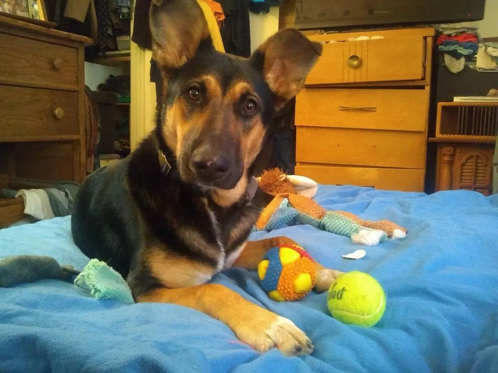 Lost dog in Albuquerque, NM, 87105