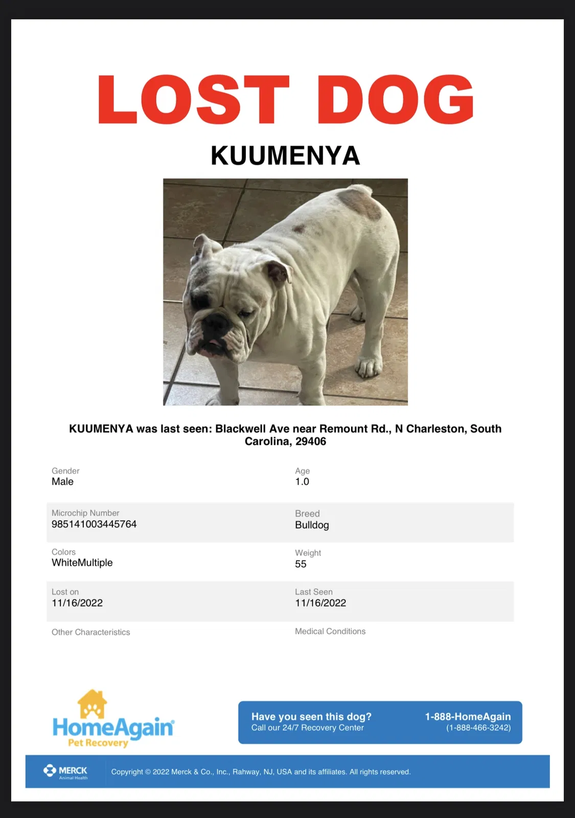 Lost dog in Charleston, SC, 29406