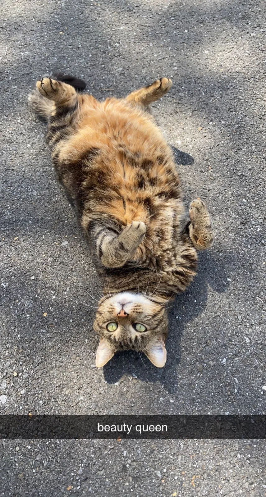 Lost cat in Silver Creek, GA, 30173