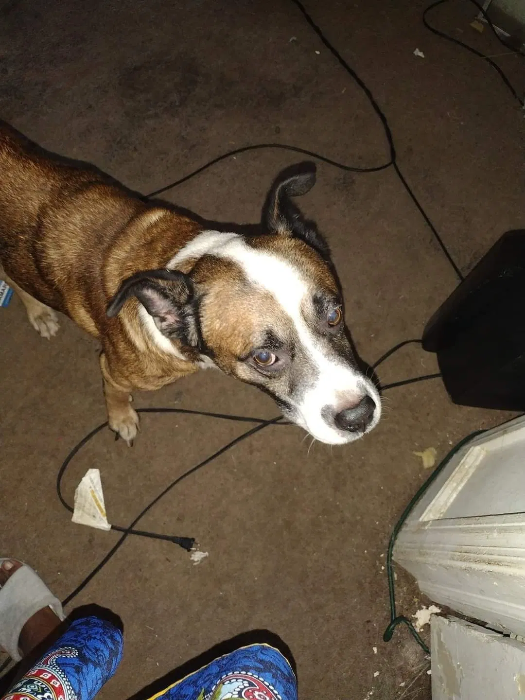 Lost dog in Fayetteville, NC, 28304