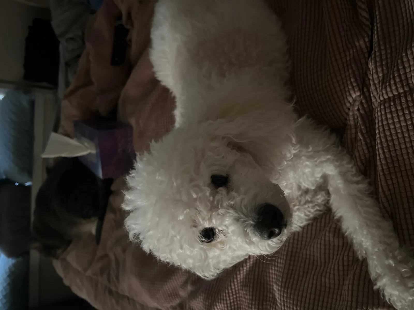 Lost dog in San Antonio, TX, 78247