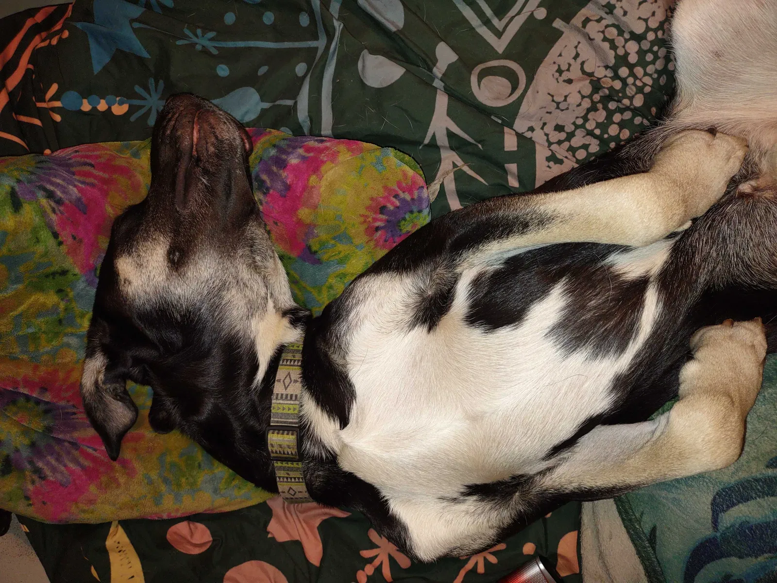 Lost dog in Springfield, MO, 65802