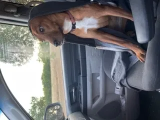 Lost dog in San Antonio, TX, 78263