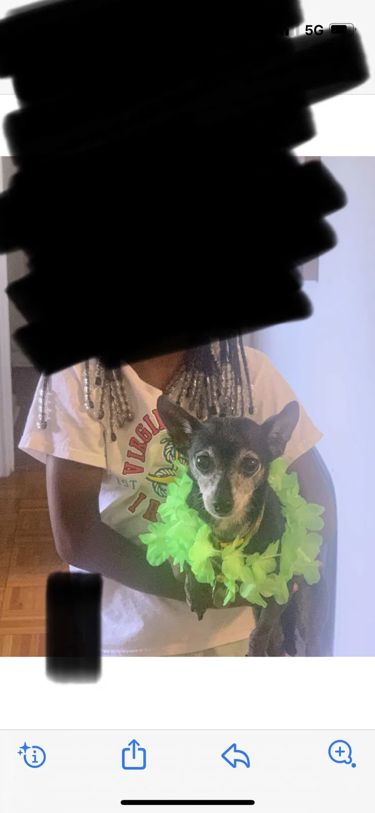 Lost dog in Houston, TX, 77004