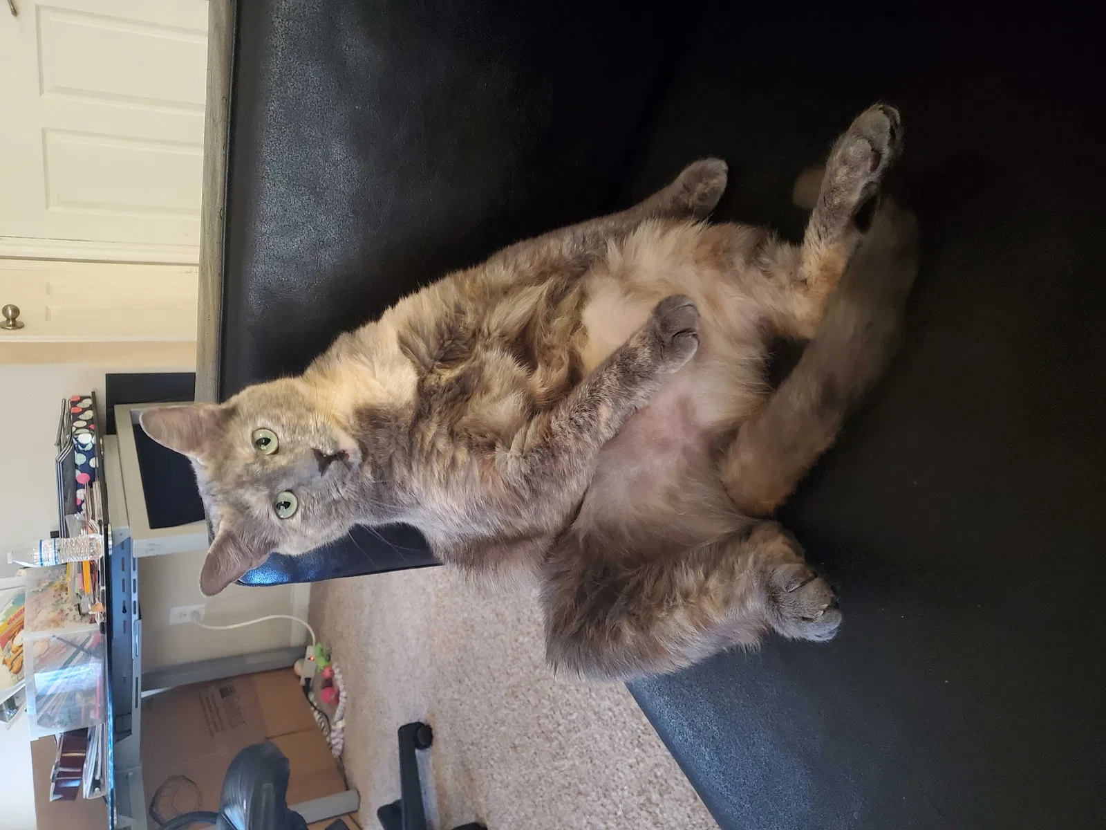 Lost cat in Houston, TX, 77083