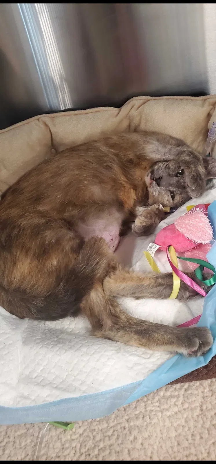 Lost cat in Richmond, TX, 77407