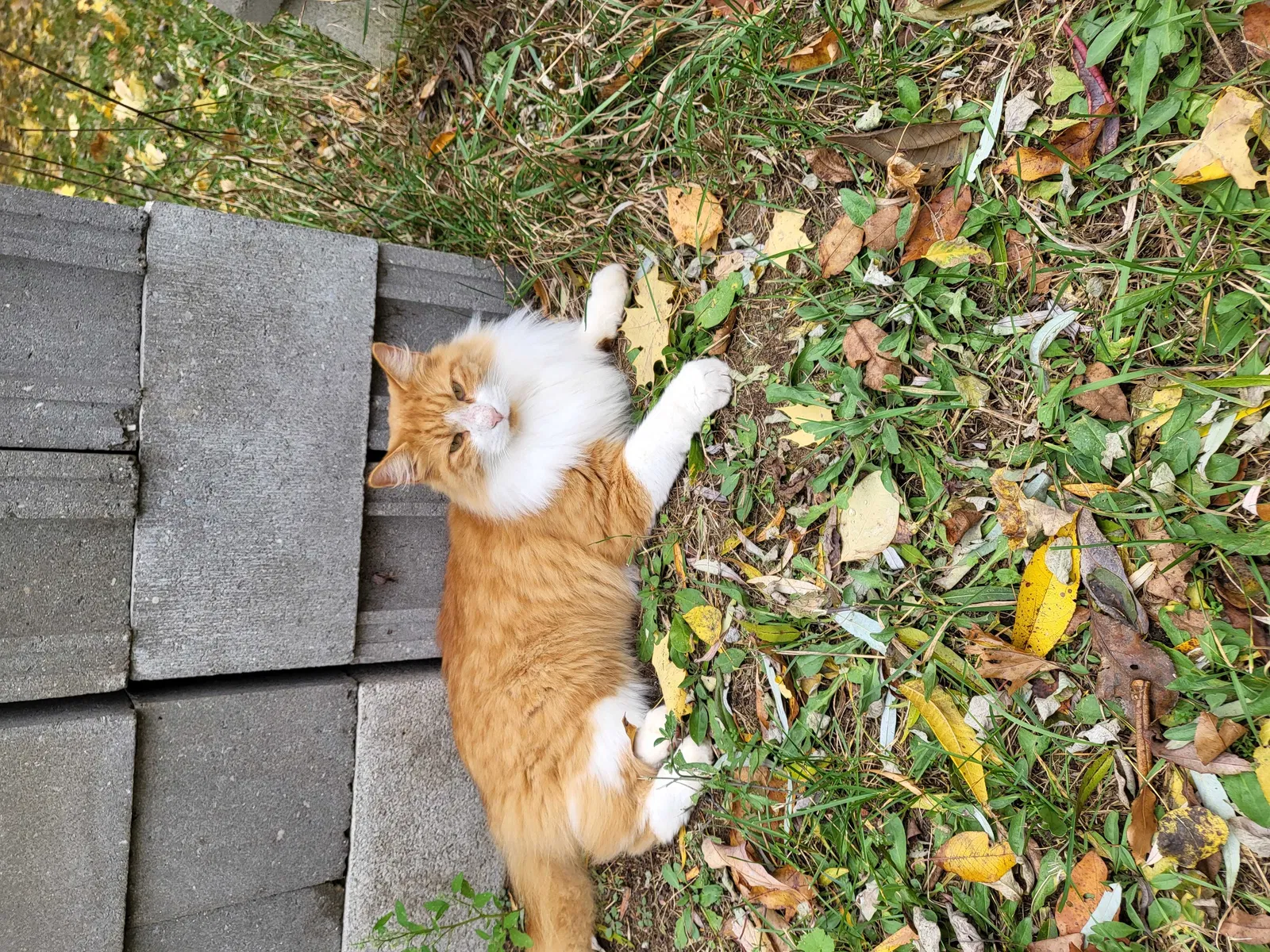 Lost cat in Muskegon, MI, 49445