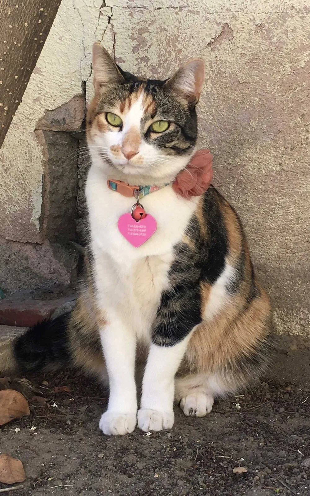 Lost cat in Garden Grove, CA, 92841