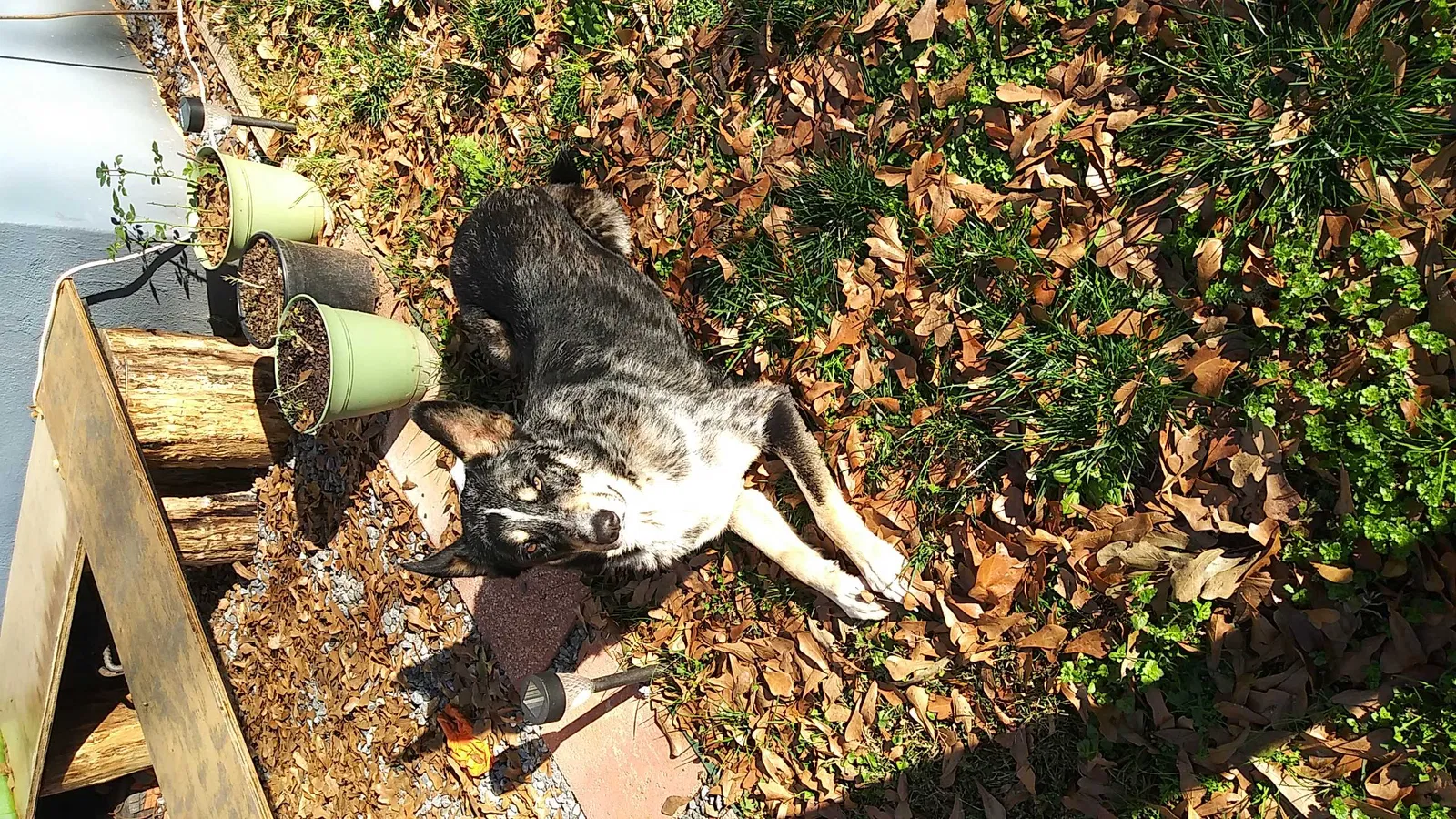 Found dog in Dallas, NC, 28034
