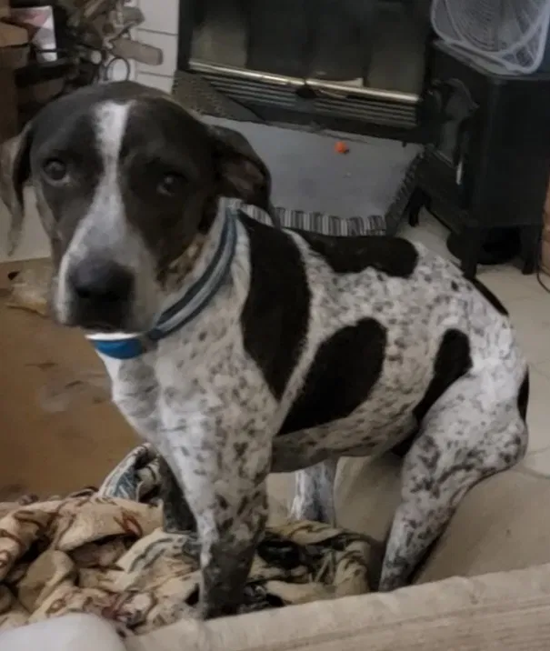 Lost dog in Perryville, AR, 72126
