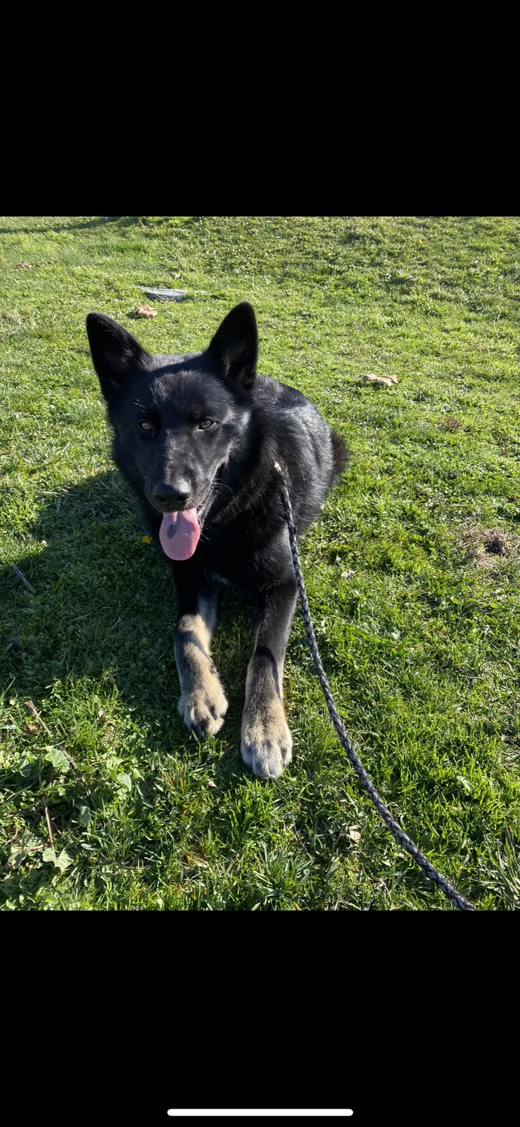 Lost dog in Unknown, CA, 939360
